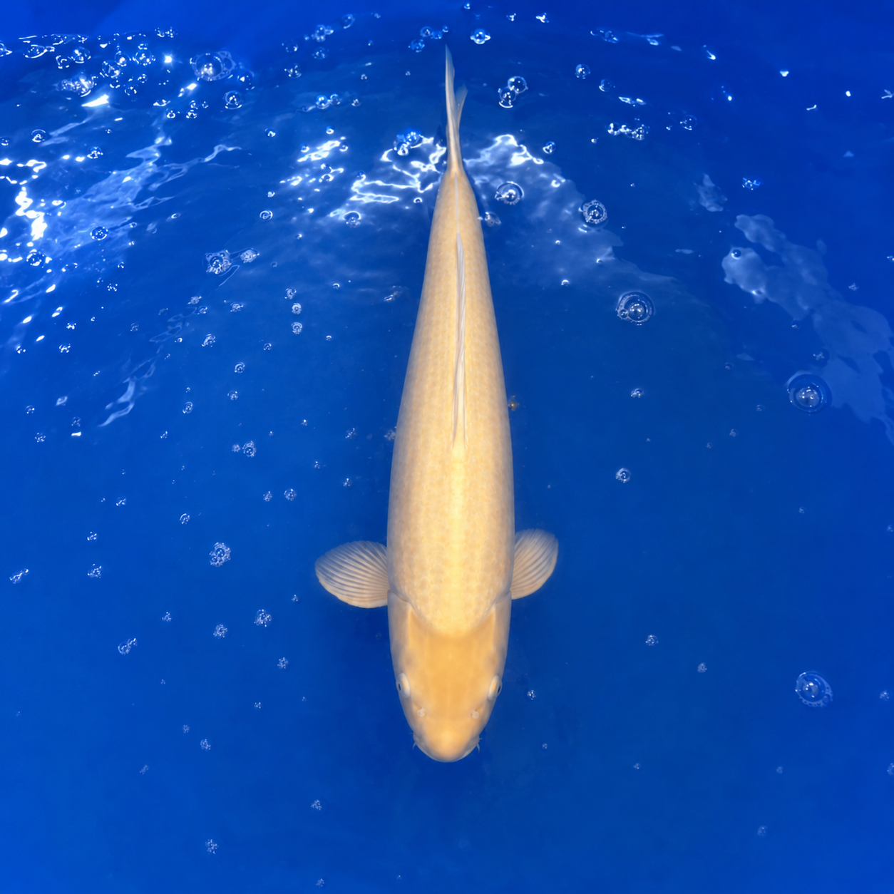 Japanese Karashi Koi – Male – 48 cm