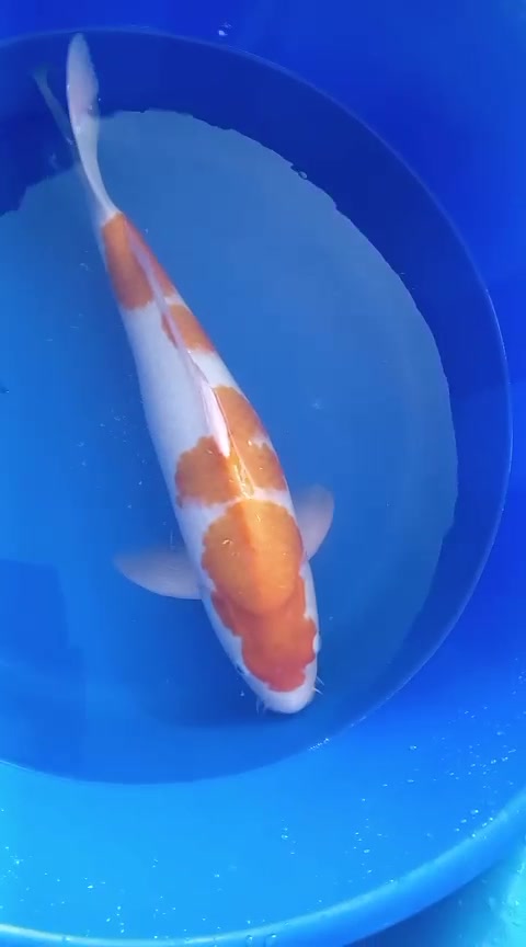 Japanese koi