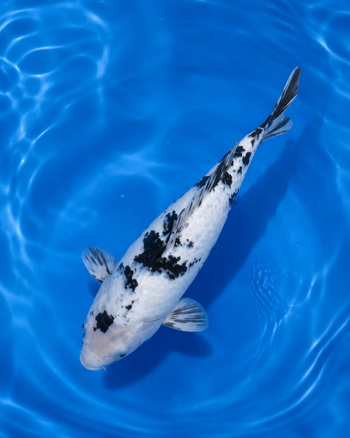 Thailand koi